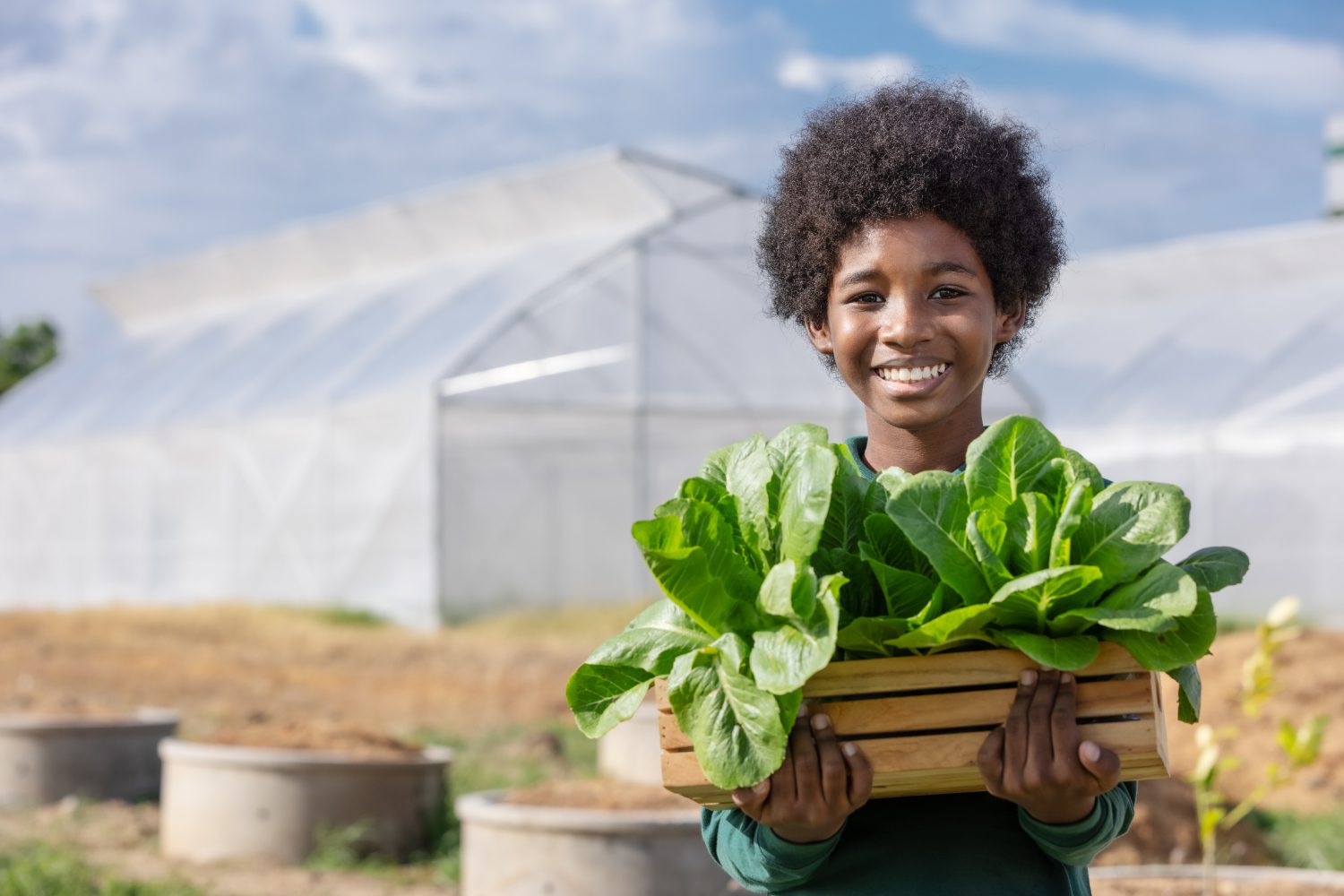 African boy holding wood basket of lettuce vegetable salad to show after harvesting in the front of greenhouse.Various themes: environmental conservation, go green, Earth Day, gardening, organic agriculture. Person holding a crate of fresh lettuce with greenhouses in the background.