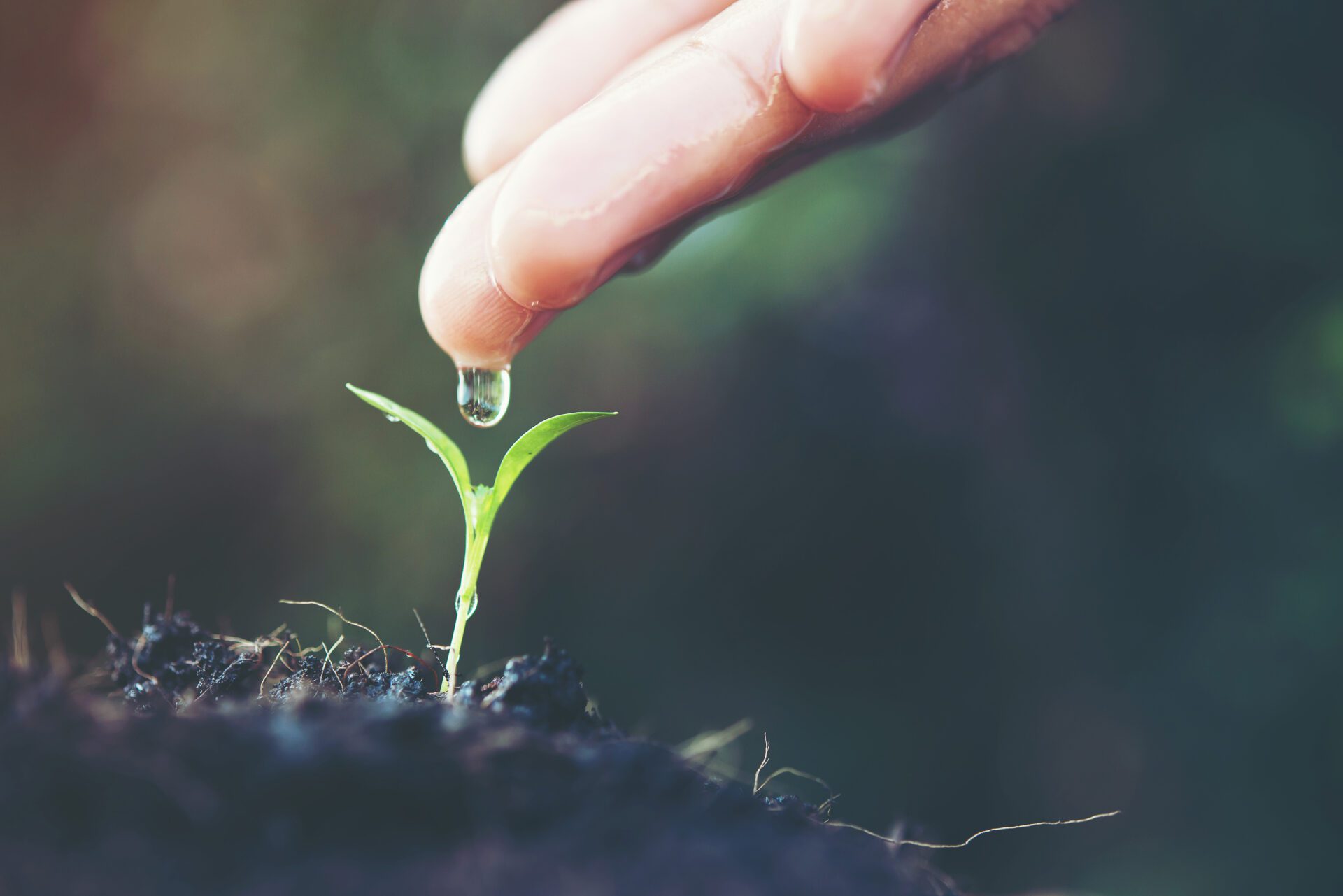 close up woman hand watering a green young plant Seedling new baby forest spring<br />