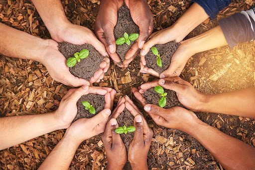 Several hands holding seedlings in soil above a bed of wood chips, symbolizing teamwork and growth.