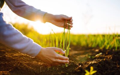 Cultivating Resilience: How the Garden Hope Project Is Nurturing Self-Sufficiency in Haiti